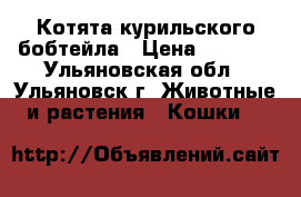 Котята курильского бобтейла › Цена ­ 5 000 - Ульяновская обл., Ульяновск г. Животные и растения » Кошки   